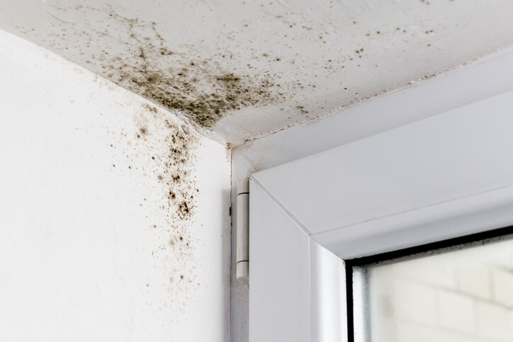 Mold removal by CCM Water Emergency Technologies
