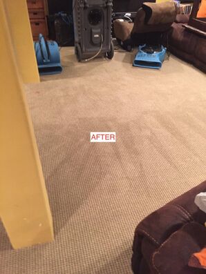 Before & After Carpet Cleaning in Union, NJ (2)